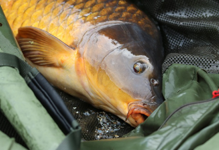 Улов на Шаран Улов на Шаран